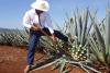 Mexická tequila zažívá boom, surovina pro ni nestačí dozrávat