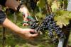 Vinařství Trpělka Oulehla nechce zvyšovat výrobu